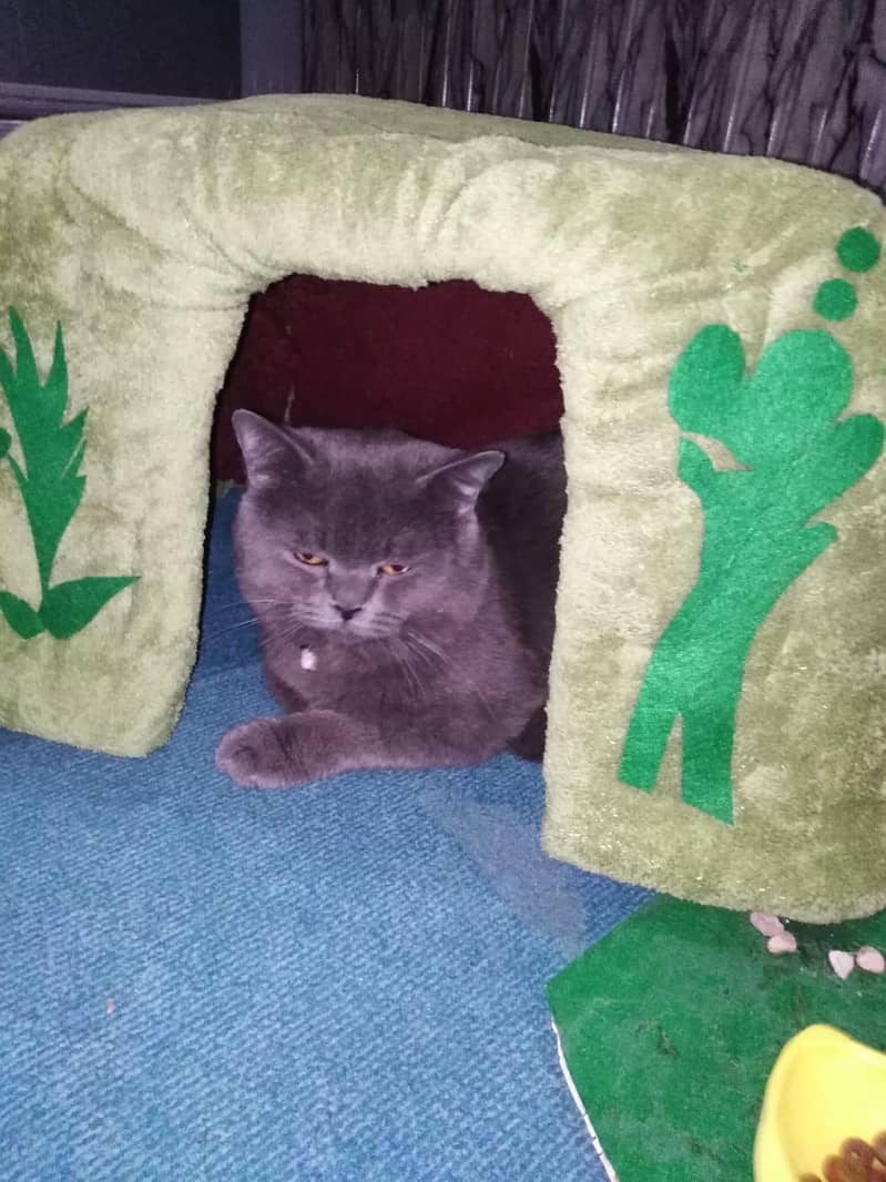 Cat House 2
