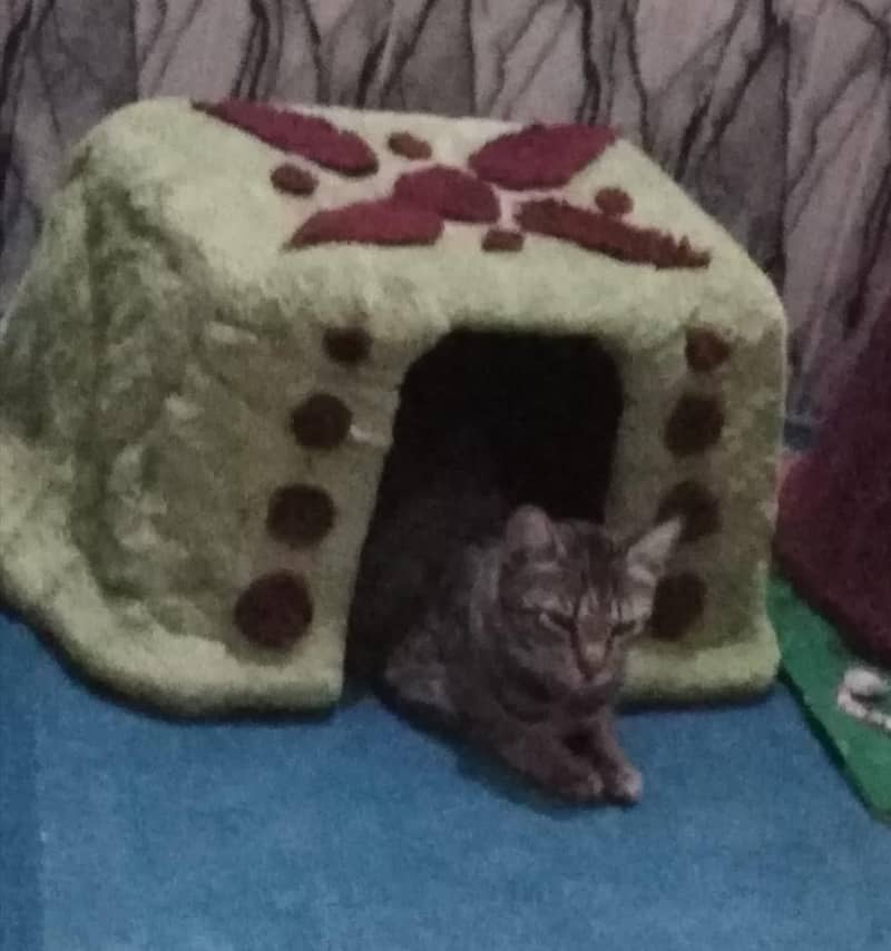 Cat House 3