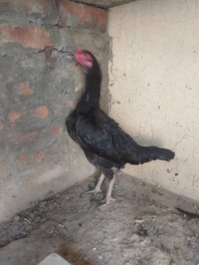 1 Aseel murgi our 1 chick bacha available