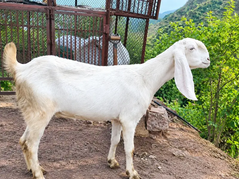 راجن پوری بکری برائے فروخت 5 ۔2 کی کراس ہے — photo 2