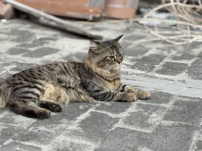 Three Persian cats for sale one female two males