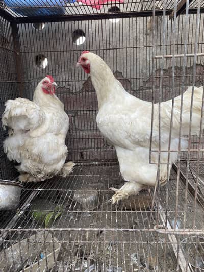 White heavy buff hens