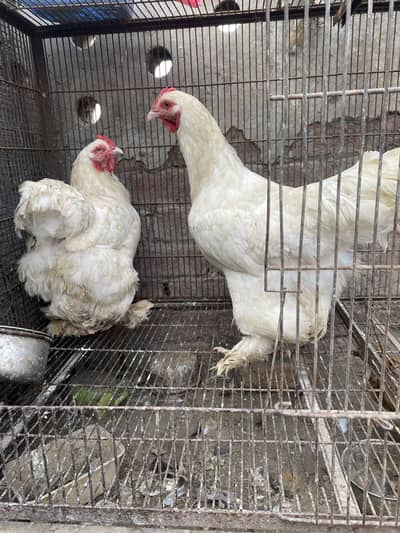 White heavy buff hens