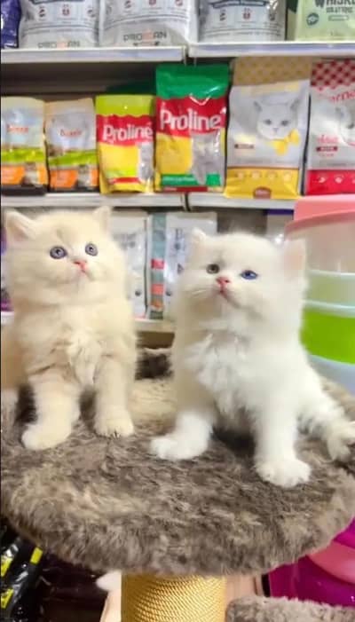 Quality Persian cat & Kittens. Male & female 03091708184. whatsapp