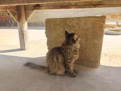 RUSSIAN CAT FOR SALE