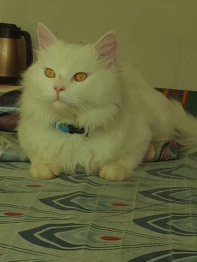 white percian male cat sale for  upper dir