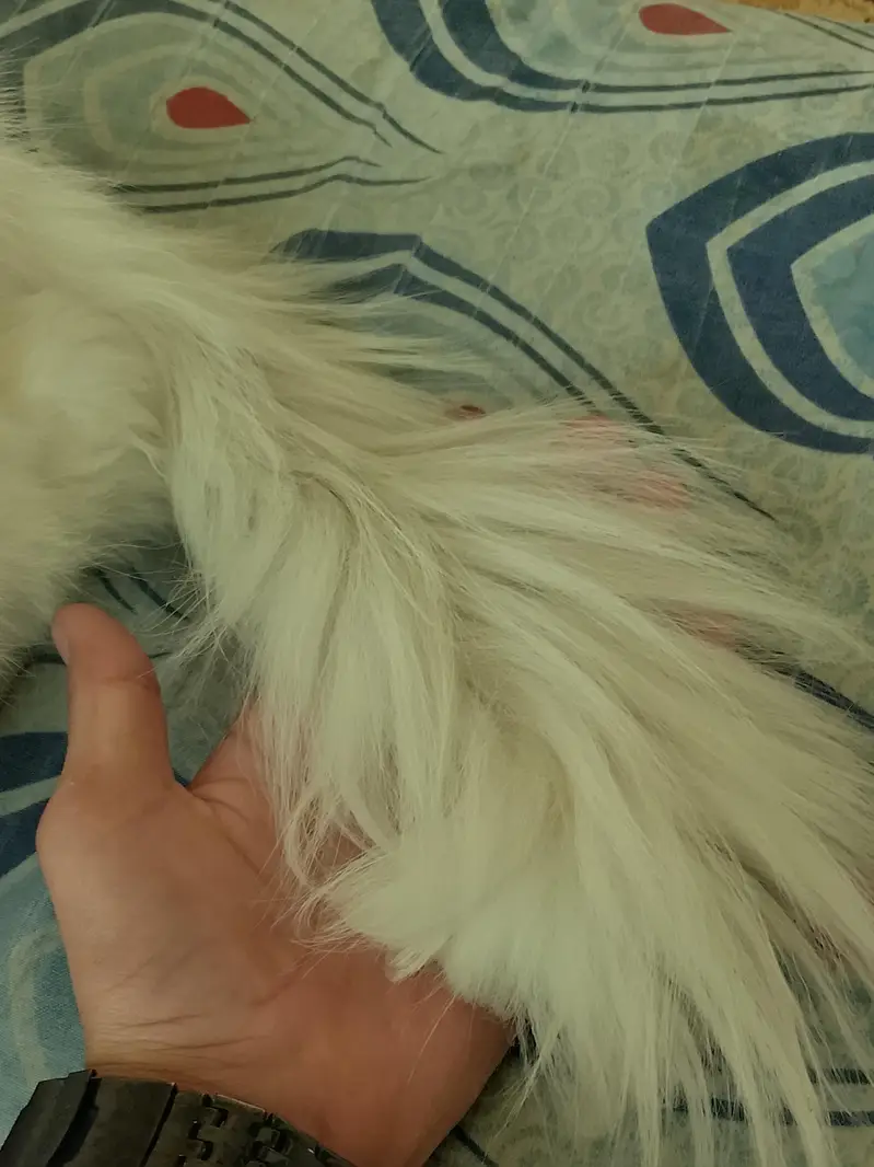 white percian male cat sale for  upper dir — photo 2