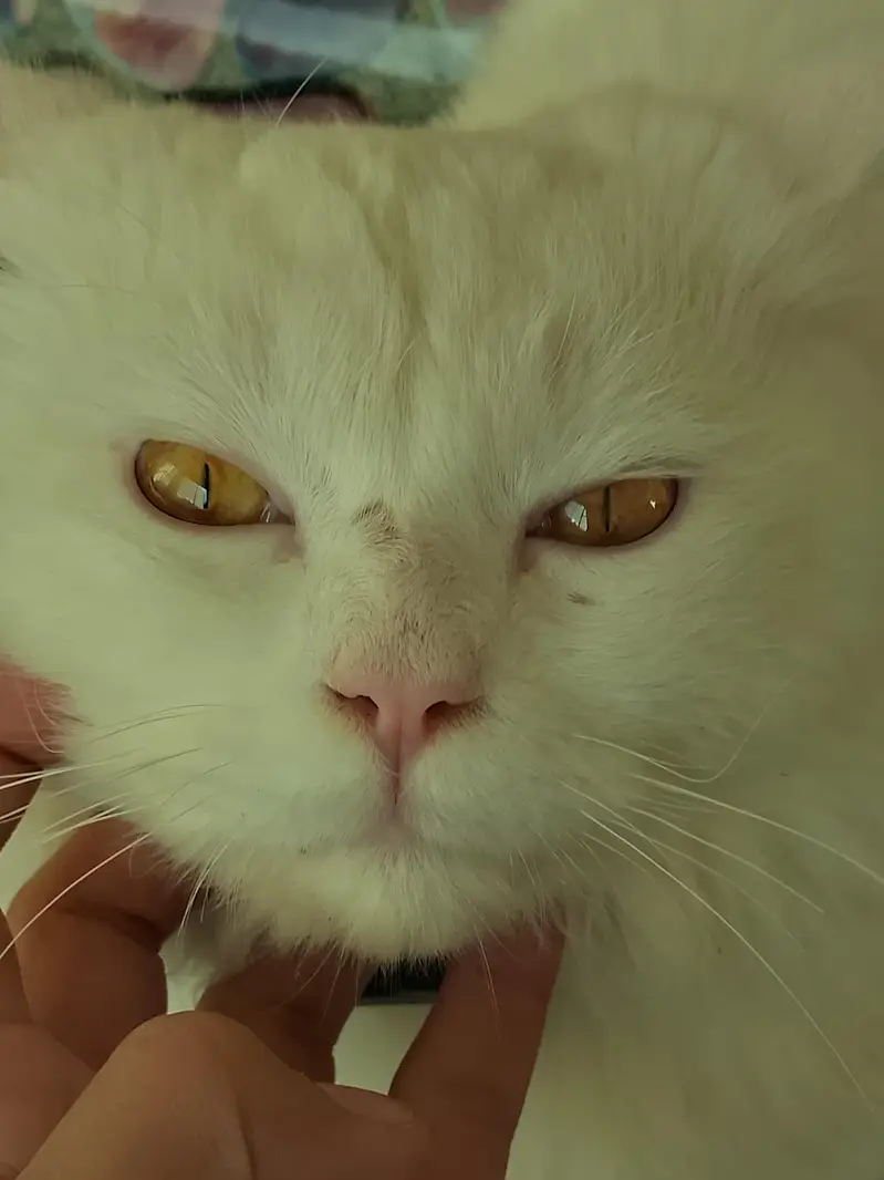white percian male cat sale for  upper dir — photo 3