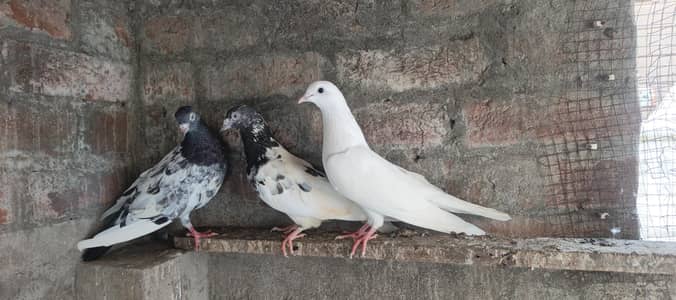 pigeon for sale