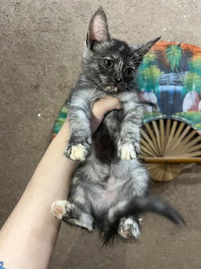 Persian cross breed kittens
