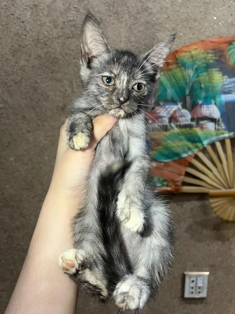 Persian cross breed kittens — photo 2