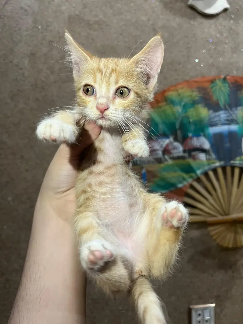Persian cross breed kittens — photo 3