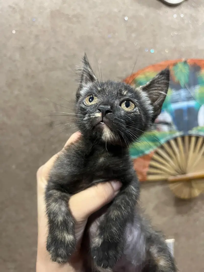 Persian cross breed kittens — photo 4