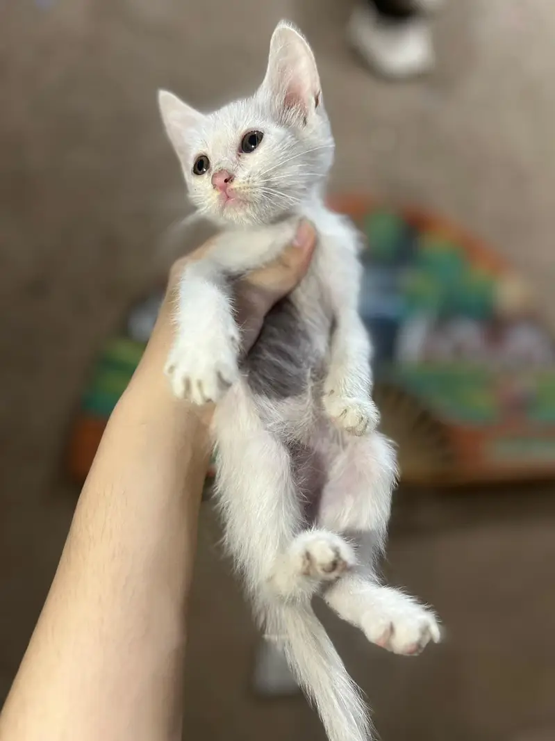 Persian cross breed kittens — photo 5