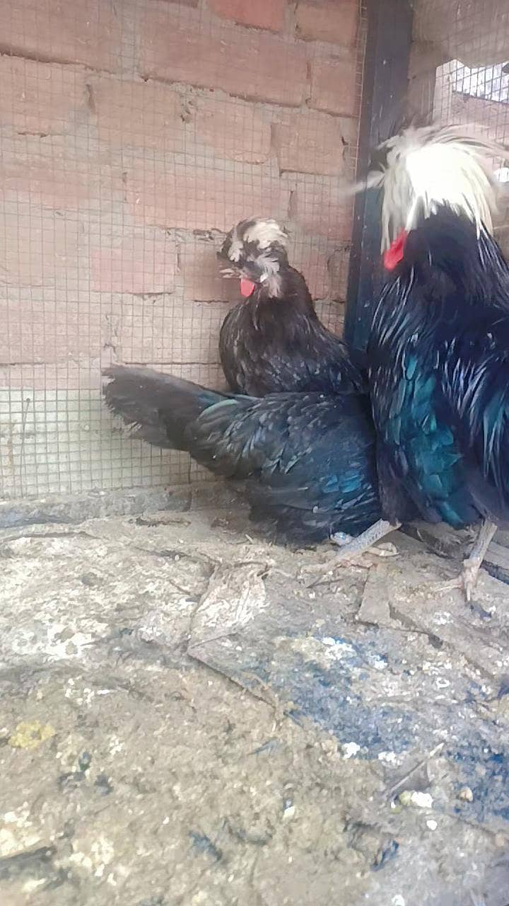 Fence Hen's 0