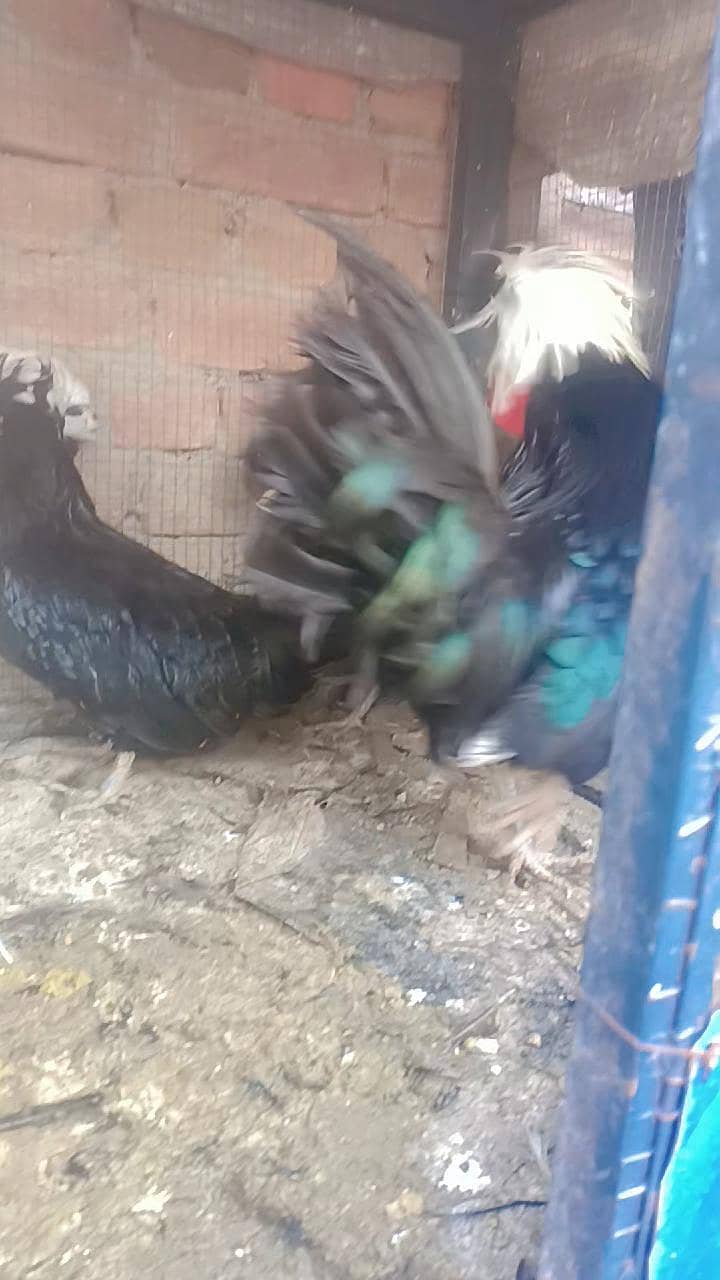 Fence Hen's 1