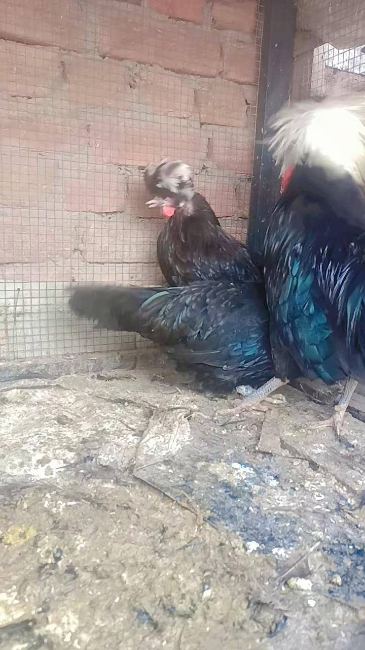 Fence Hen's 2