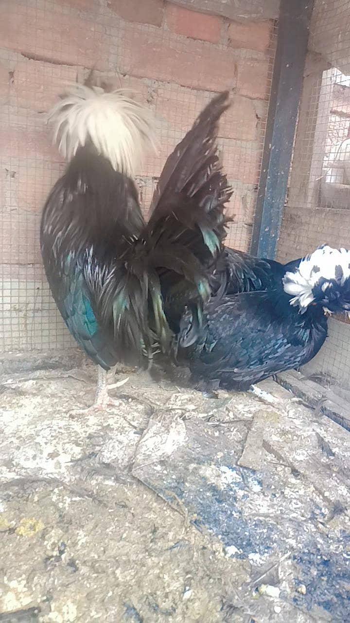 Fence Hen's 3