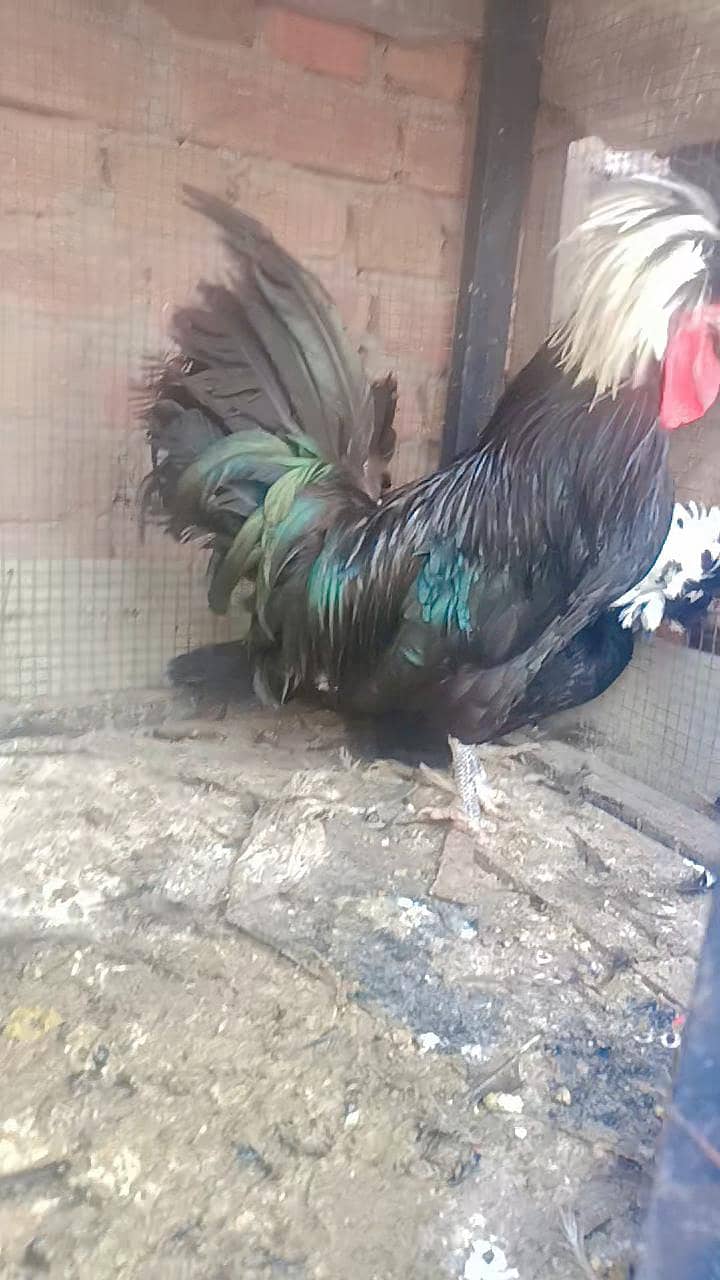 Fence Hen's 4