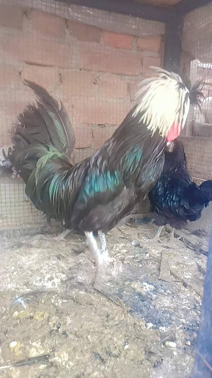 Fence Hen's 5