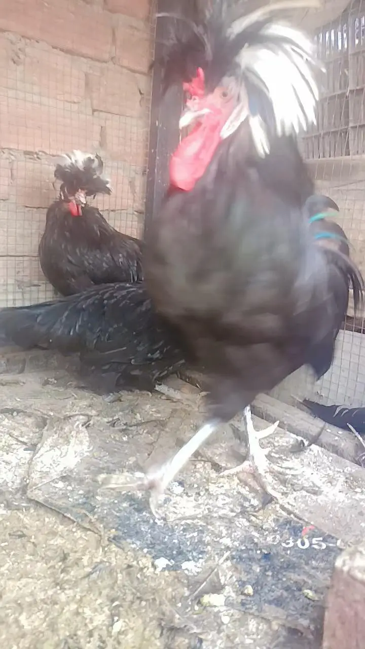 Fence Hen's — photo 7