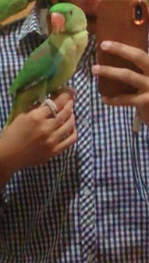Hand tame raw parrot