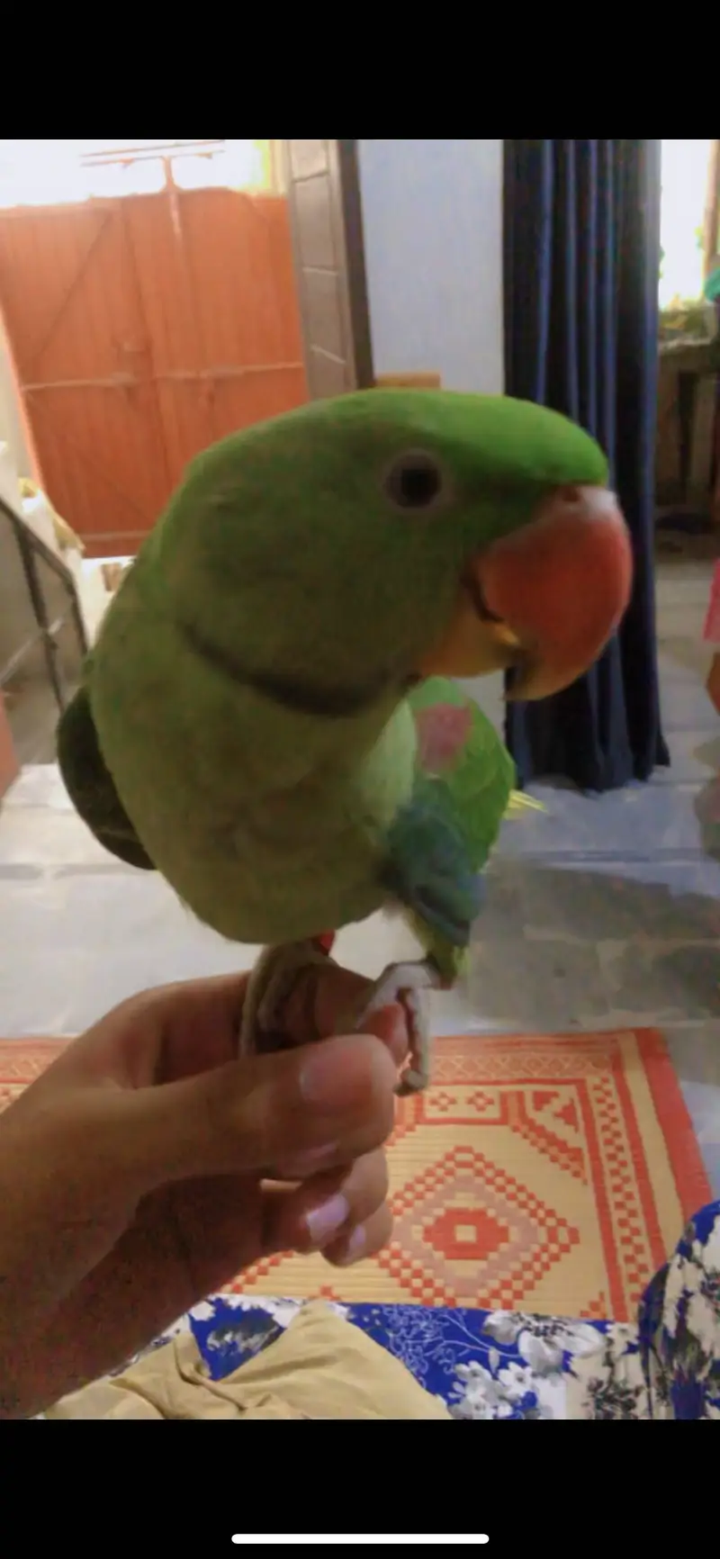 Hand tame raw parrot — photo 2