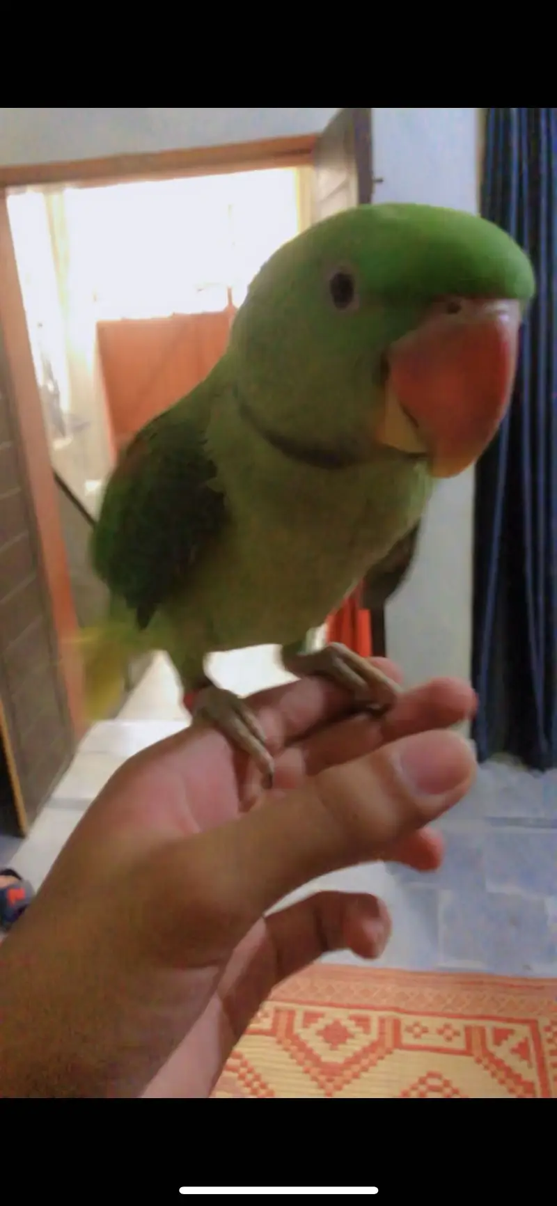 Hand tame raw parrot — photo 3