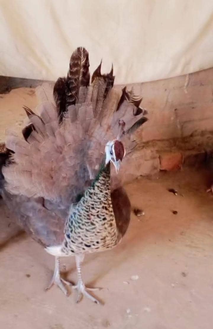 peacock 0