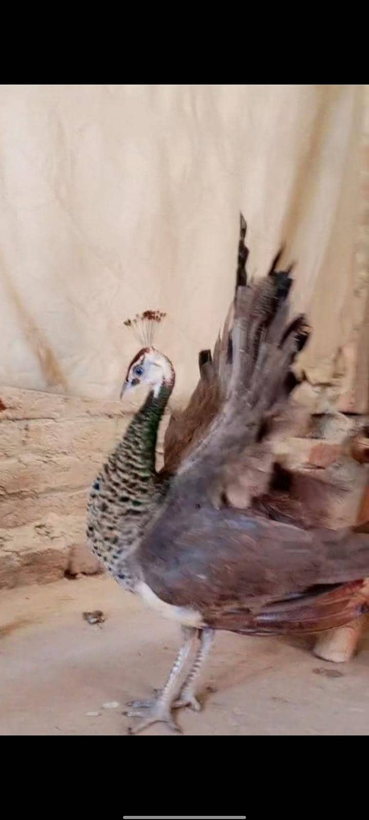 peacock 1