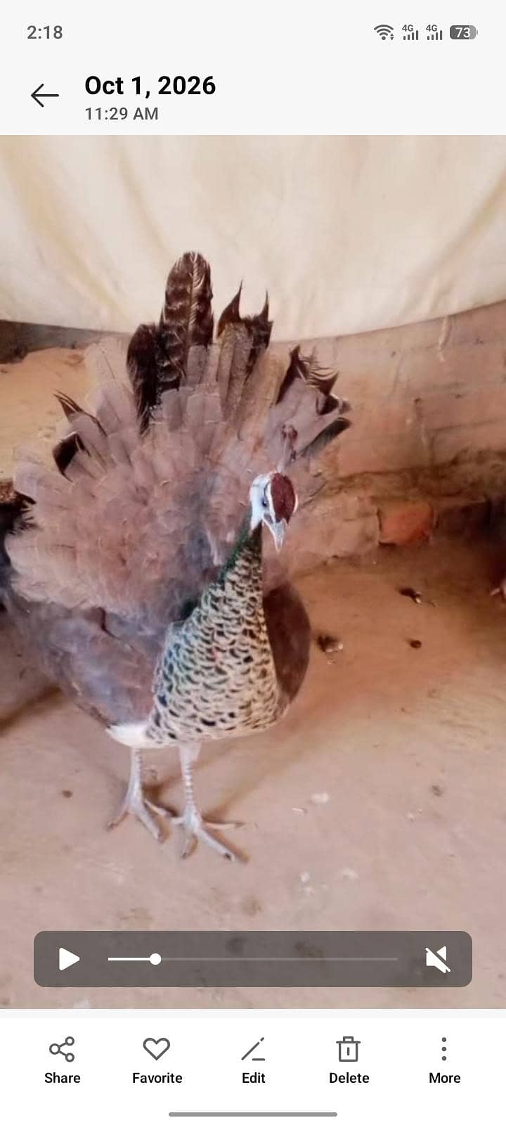 peacock 2