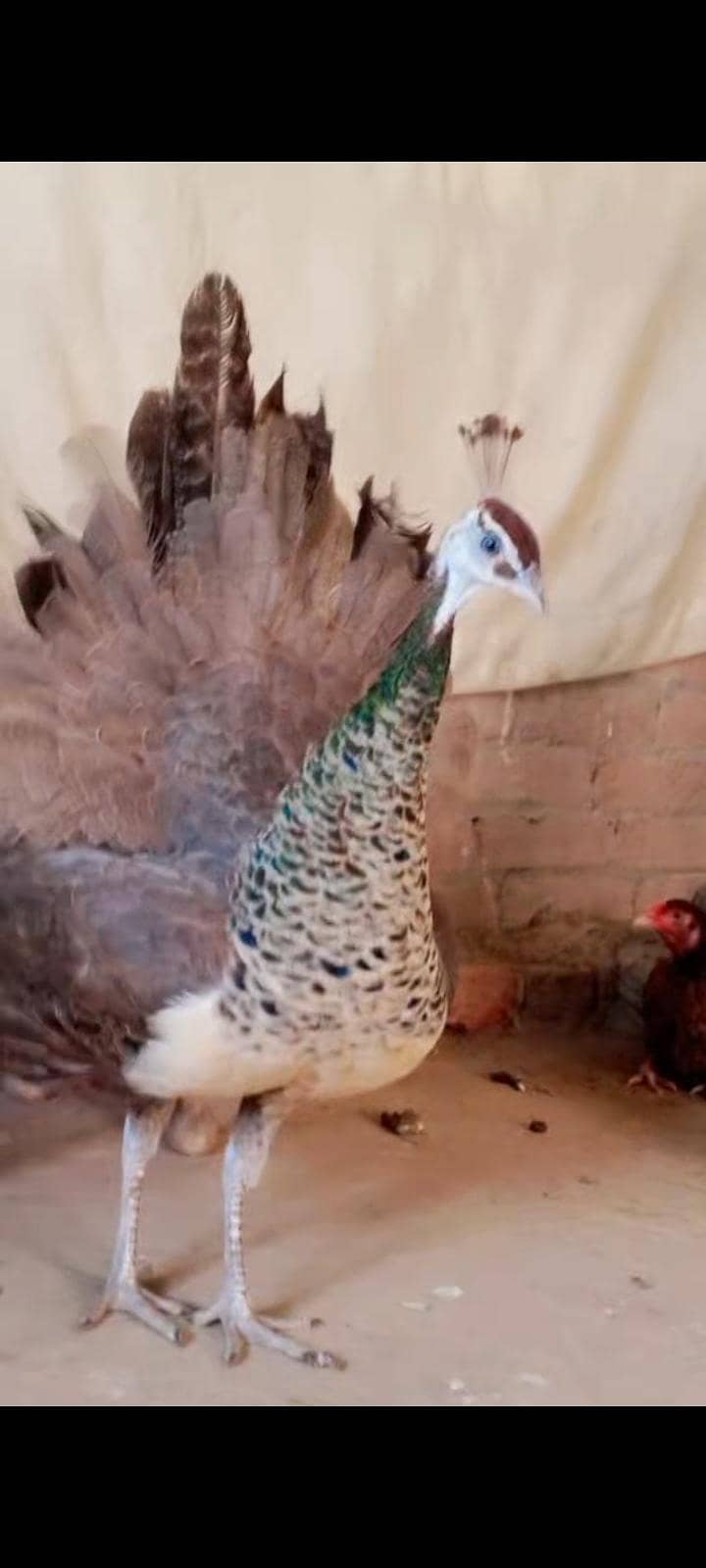 peacock 3