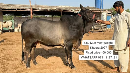 2 dannt Bachra | Kheera | Ablak | Palai Service | Cholistani bull
