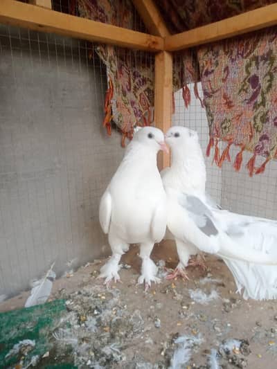 lakka pair