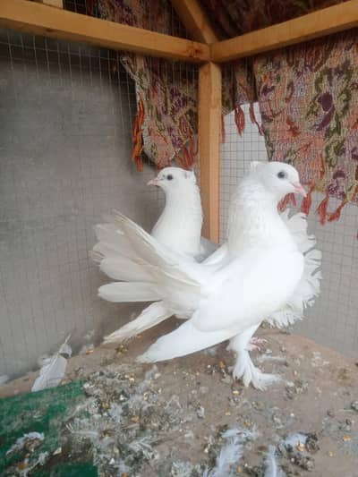 lakka pair