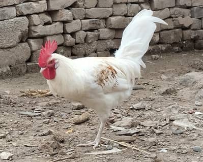 Roosters and hens for sale