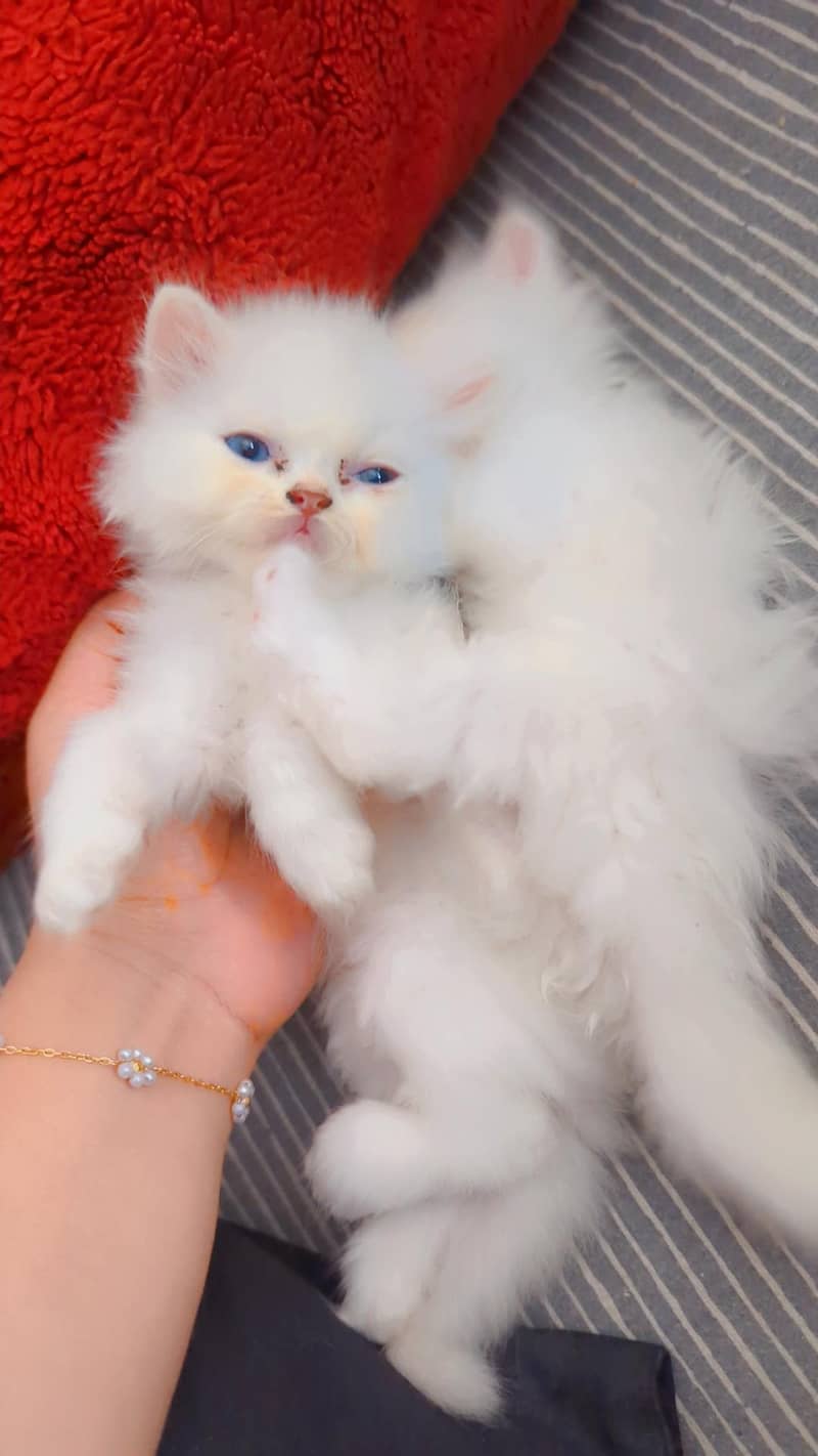 Persian kitten 0