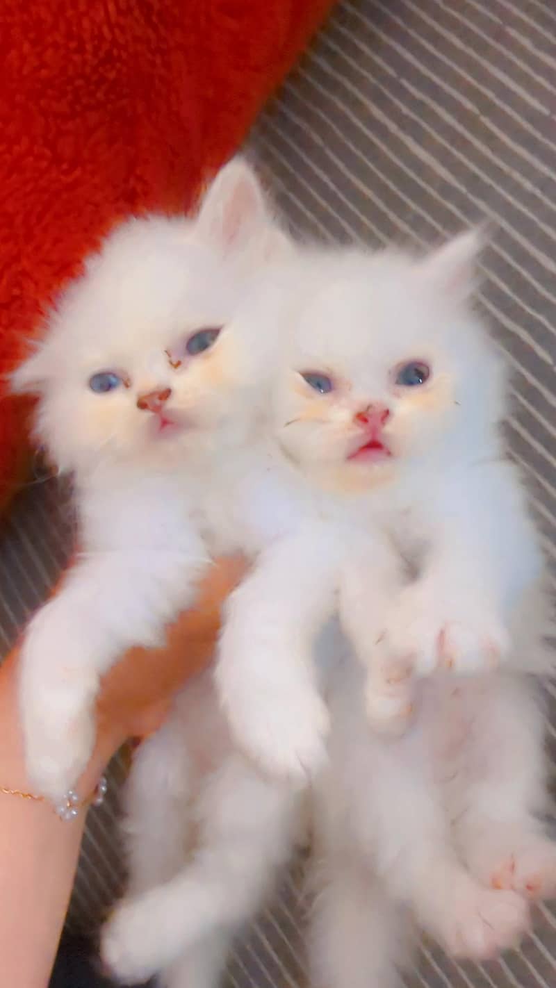 Persian kitten 1