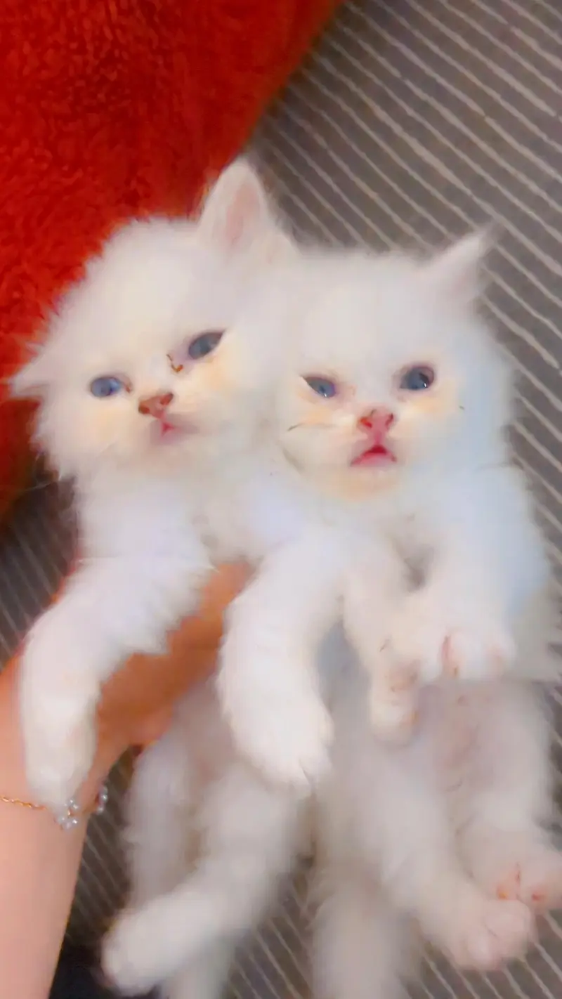 Persian kitten — photo 2