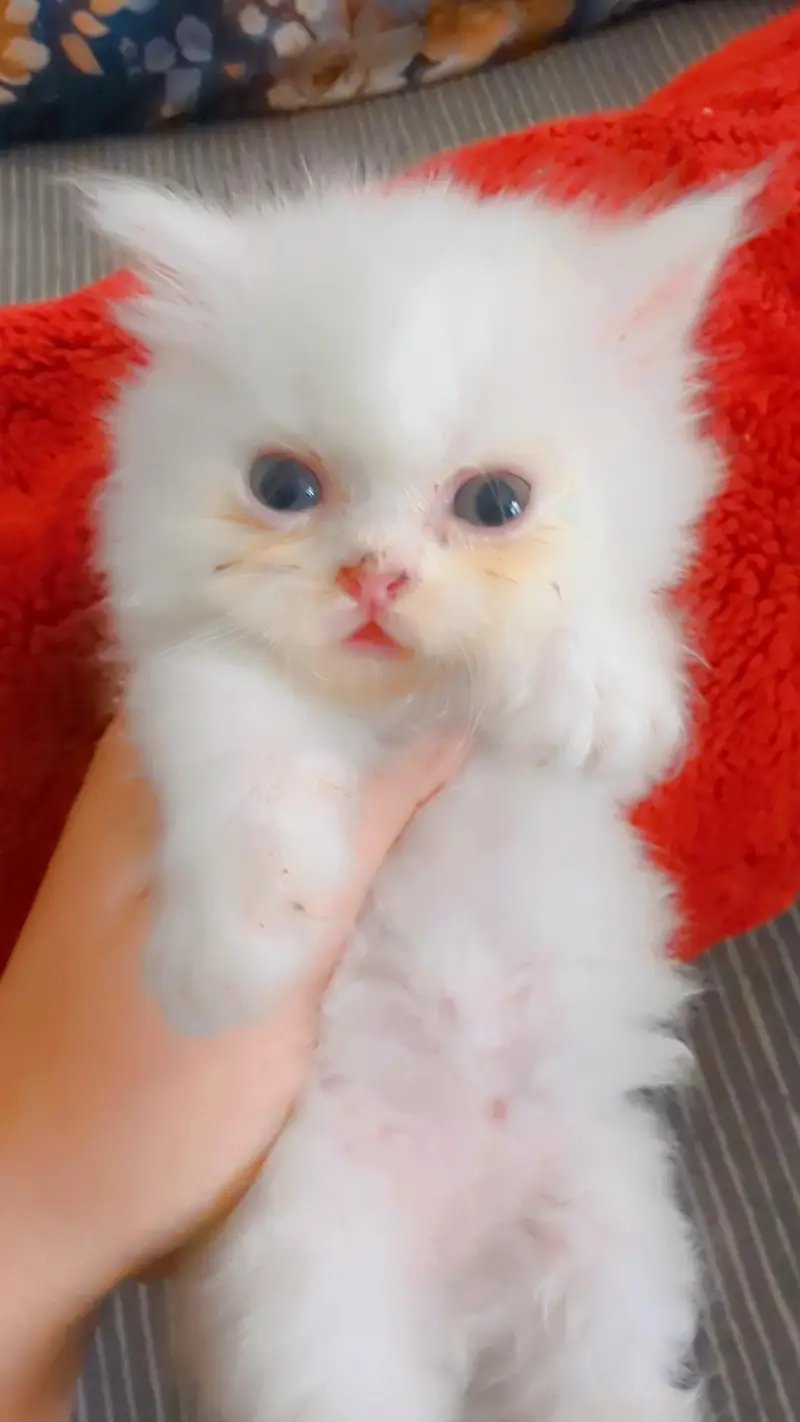 Persian kitten — photo 3