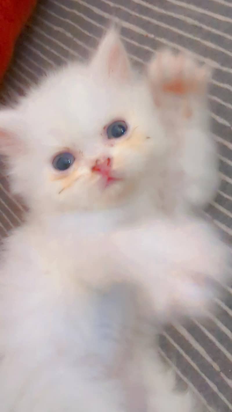 Persian kitten 3