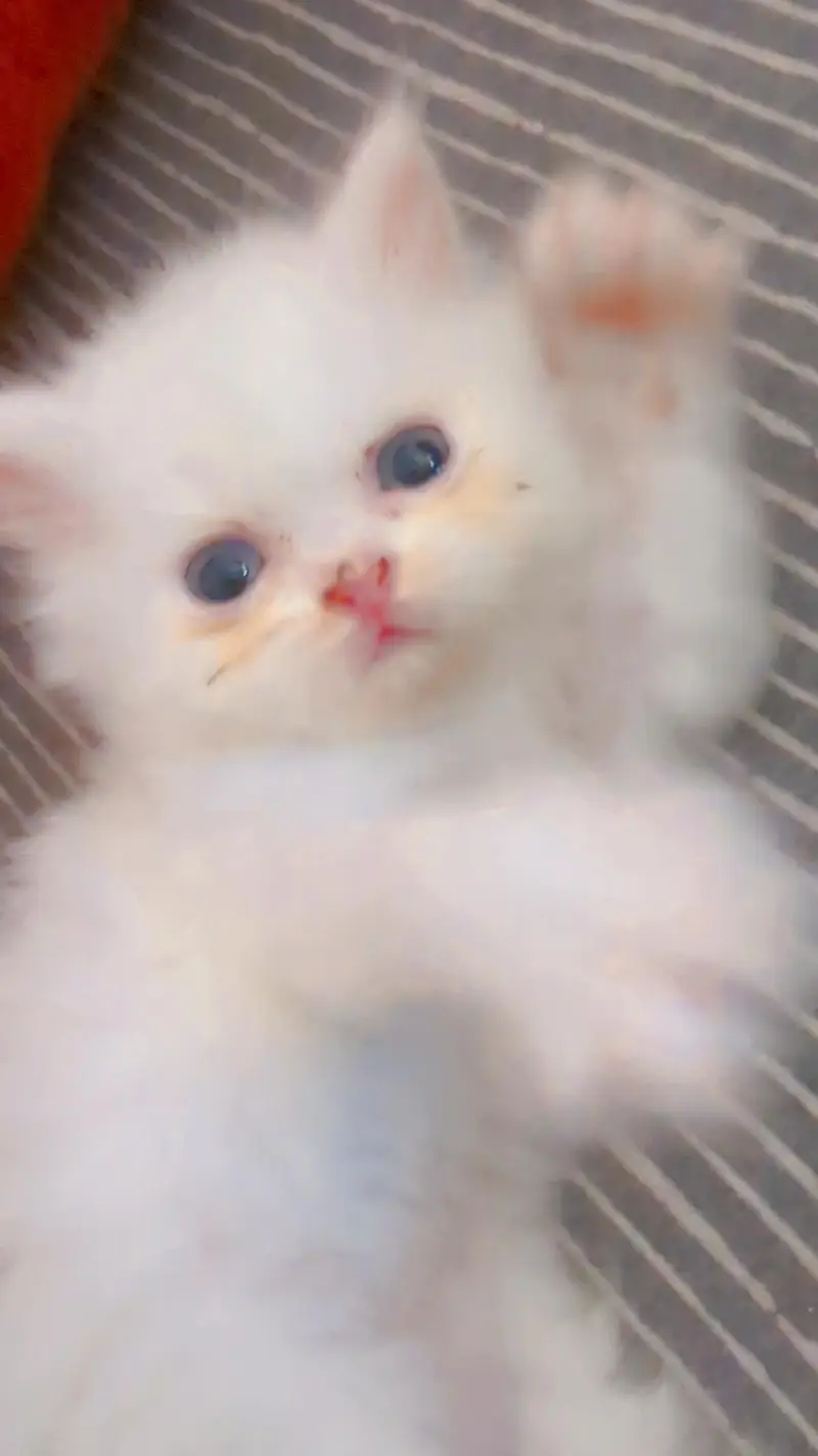 Persian kitten — photo 4