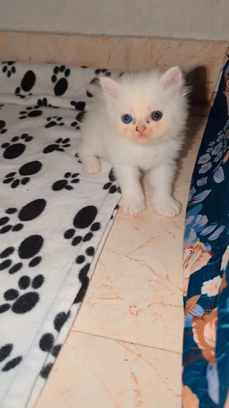 Persian kitten 4
