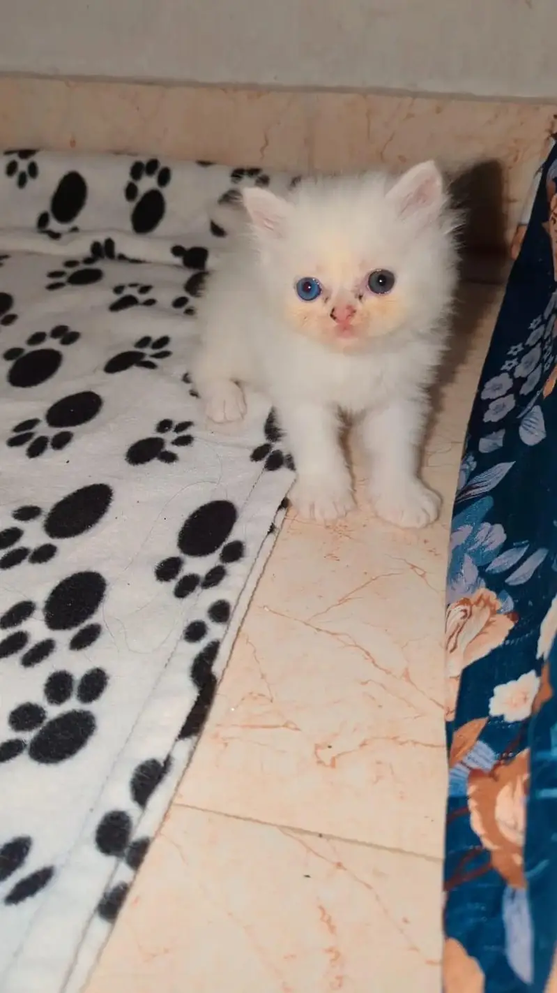 Persian kitten — photo 5