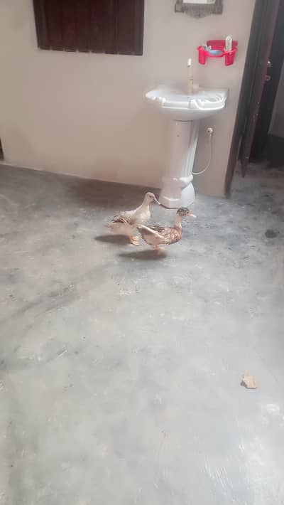 ducks