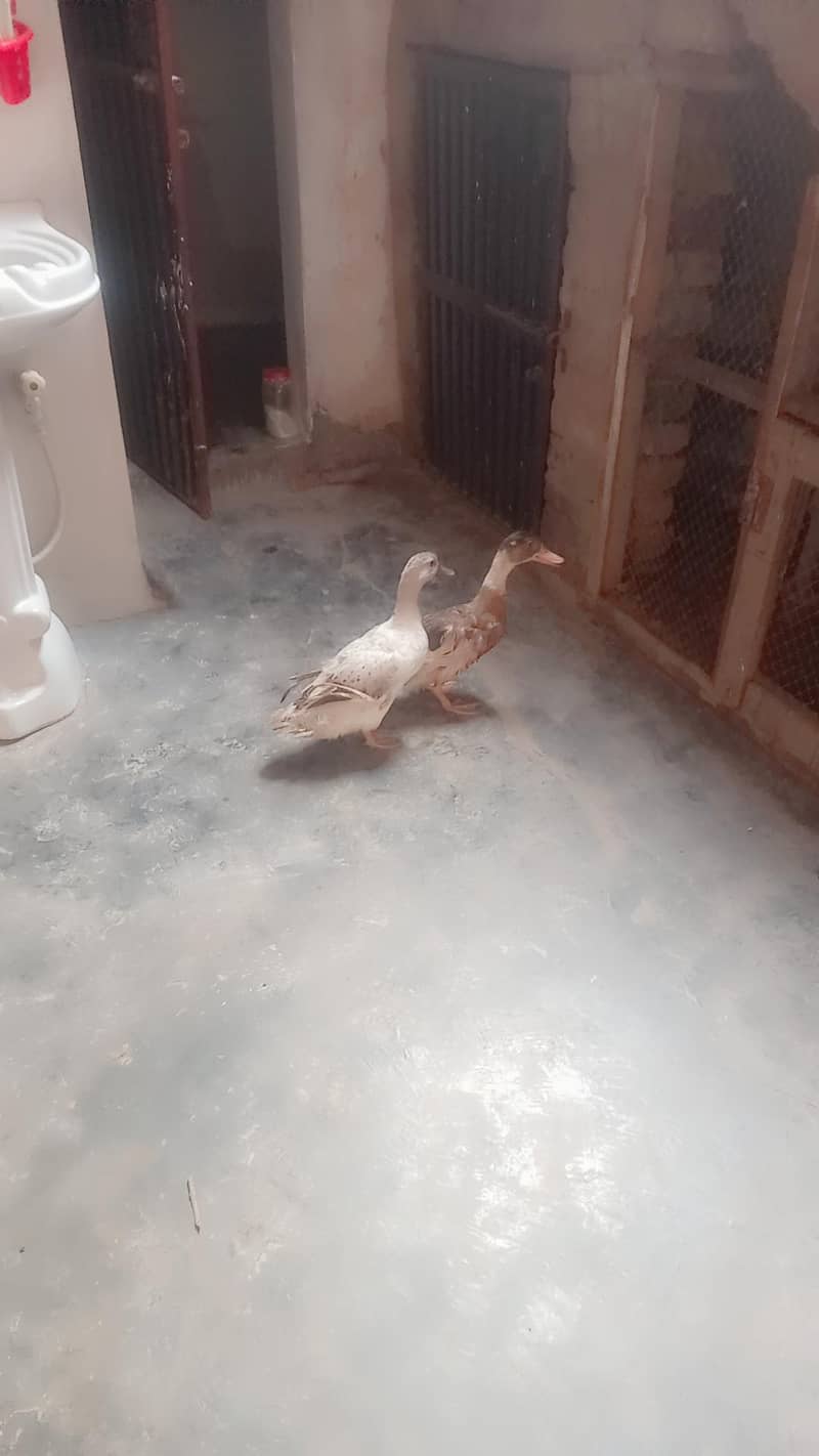ducks 1