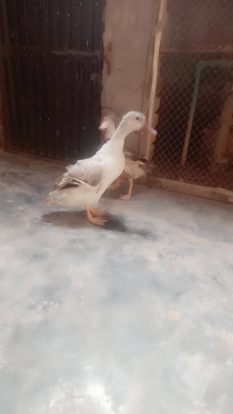 ducks 2
