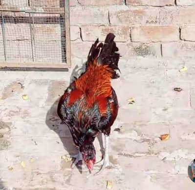 asil murga carsi bahot he acha pahta 03229018796