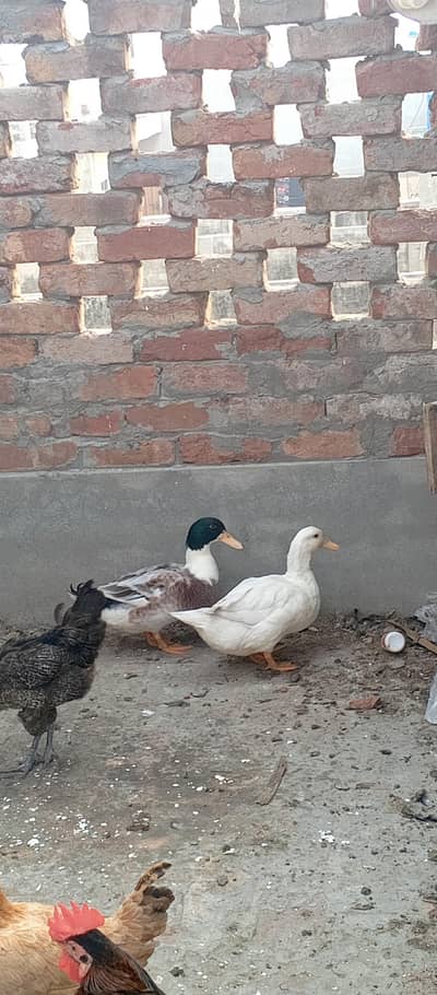 ducks pair