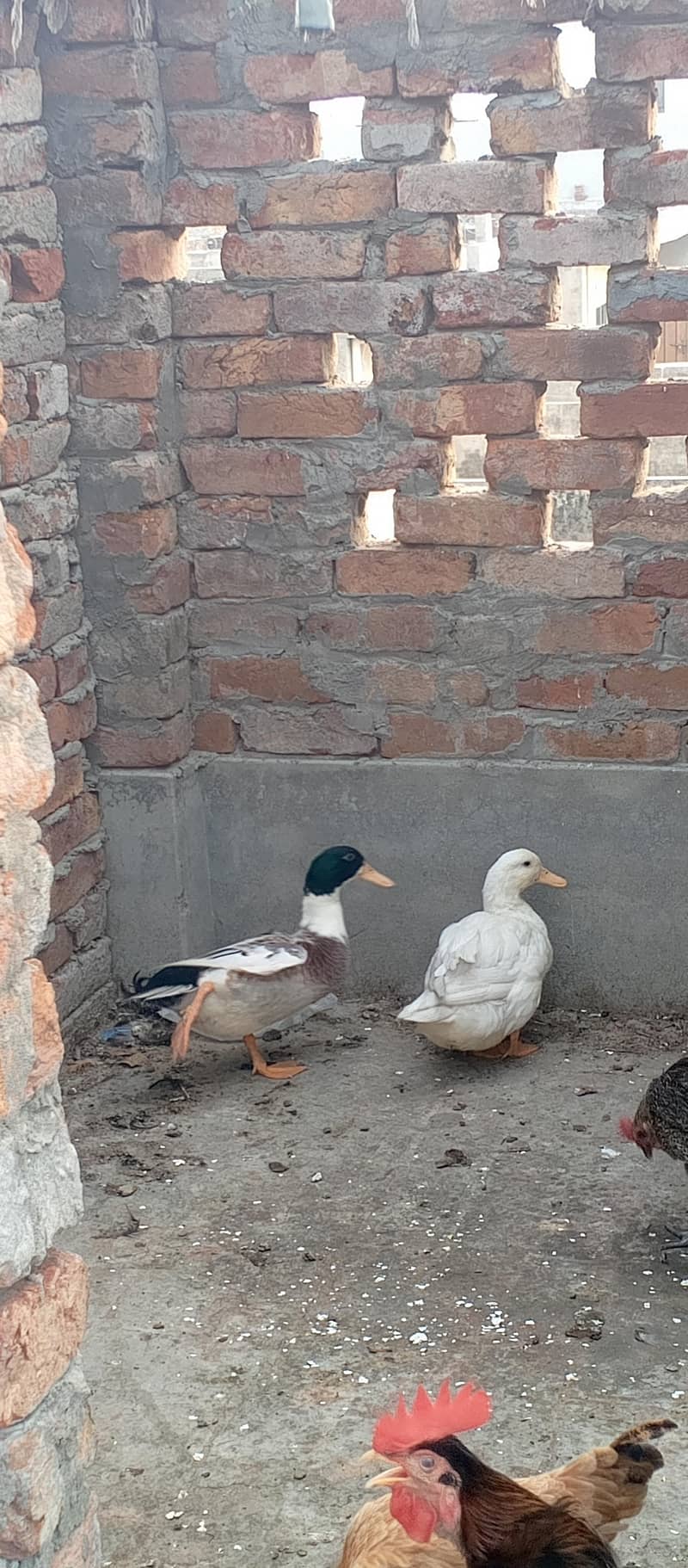 ducks pair 1